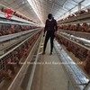 110kg Chicken Battery Cage với 450cm2 Khu vực / chim Adela