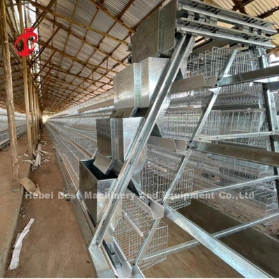 Sản xuất gia cầm nhựa một loại hệ thống lồng tự động cho các lớp ở Nigeria phổ biến Rose