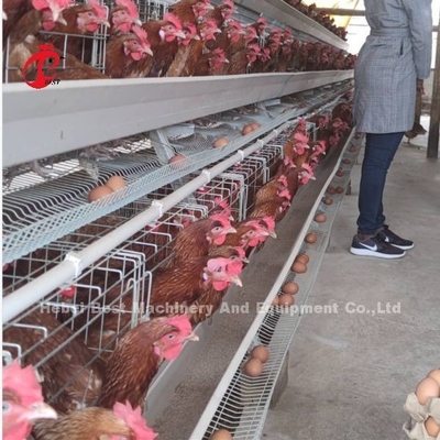 Bộ pin tự động H loại hệ thống lồng gia cầm bán nóng 240Birds Rose