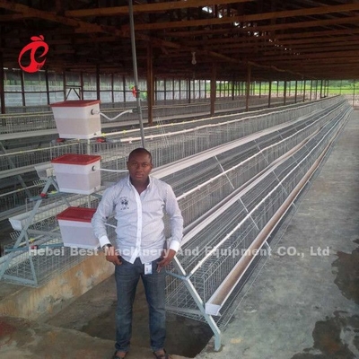 Giá lồng pin lớp ở Nigeria 12 tuần Gà 128 con chim Sao
