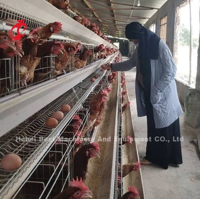 Giá lồng pin lớp ở Nigeria 12 tuần Gà 128 con chim Sao