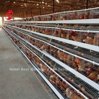 Toàn bộ tự động 80-100kg hạng nặng lớp hệ thống lồng gia cầm với cửa trượt Rose