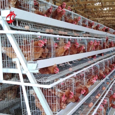 Hệ thống lồng pin tự động lớp tự động Lồng gà 3 tầng bán hàng nóng Hoa hồng