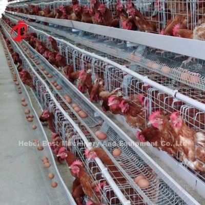 Lồng pin gà lớp có độ cứng cao 4 bậc Dây kim loại có bồn nước hoa hồng