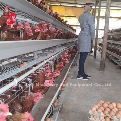 Thợ nuôi gia cầm nhựa lớp lồng pin lồng giá ở Nigeria Lagos Kho Emily