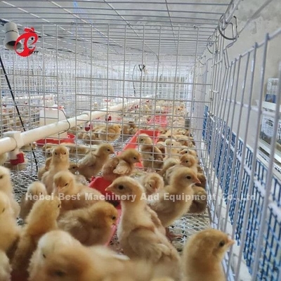 Q235 Hệ thống chuồng nuôi gia cầm nuôi gà con gà con Brooder Dây thép Emily