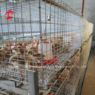 Q235 Hệ thống chuồng nuôi gia cầm nuôi gà con gà con Brooder Dây thép Emily