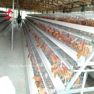 10000 lớp Gà lớp pin Lồng bán tự động Tiết kiệm không gian Adela