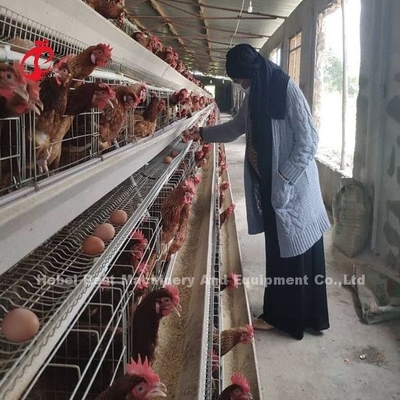 6 Tier Chicken Cage Broiler Thiết bị gia cầm cho việc sử dụng không gian tối ưu và tự động hóa Doris