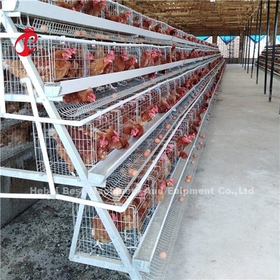 2.8mm-3.5mm chuồng đường kính dây hệ thống chuồng gia cầm tiết kiệm lao động tăng lợi nhuận Iris