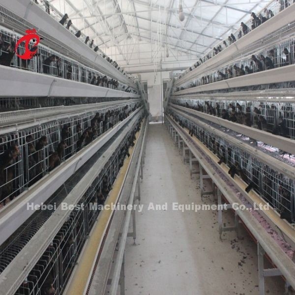 Hệ thống nước uống tự động loại A mạ kẽm nóng trong trang trại Adela