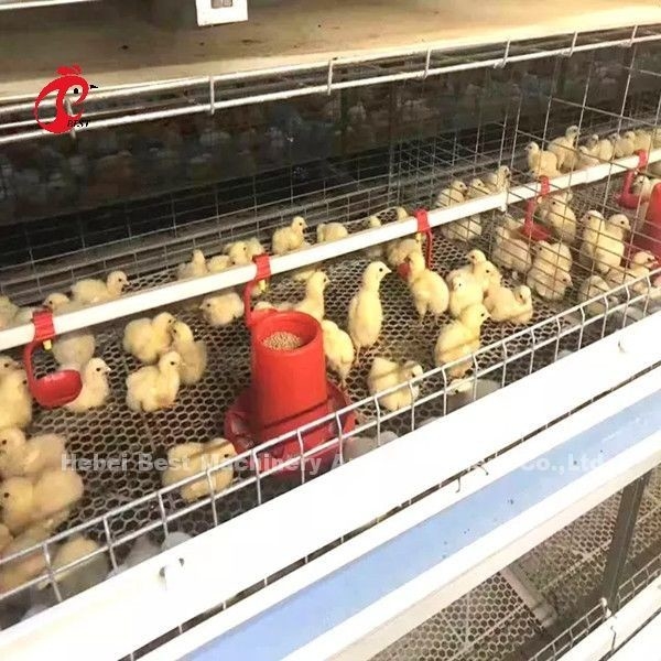 96 Chim Loại 1-12 tuần Lồng nuôi gà con trong trang trại gà Doris