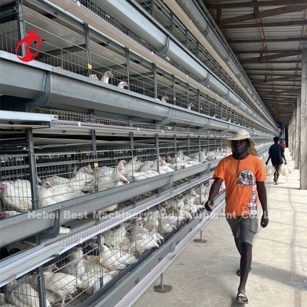 Loại H Full Hot Dip Galvanized Thiết bị chuồng gà tự động cho trang trại gà Sandy