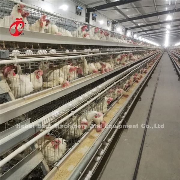 Thiết bị lồng gà tự động loại H hiện đại Tuổi thọ 20 năm Ada