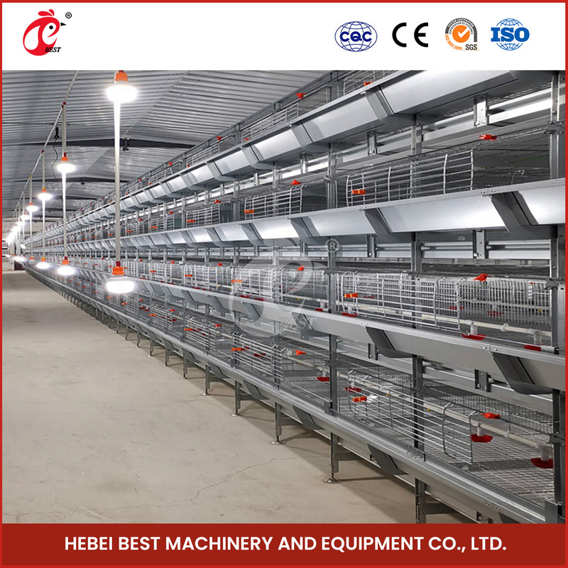 Hệ thống lồng gà ấp trứng hoàn toàn tự động loại A H Q235 Steel Rustproof Star