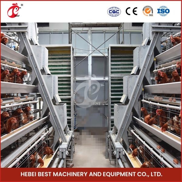 Hiệu quả Q235 Thép dây hệ thống nuôi gia cầm chuồng với tự động cho ăn và uống cát