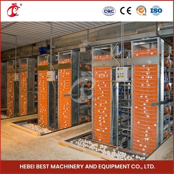 H Type Layer And Broiler Pin tự động Thiết bị lồng gà Thiết kế nhà Ada