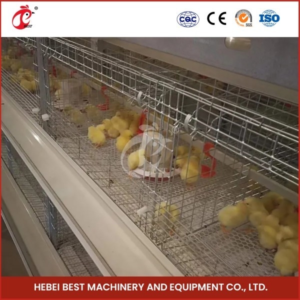 Lòng cỏ cho gà gà có dung lượng 120 con