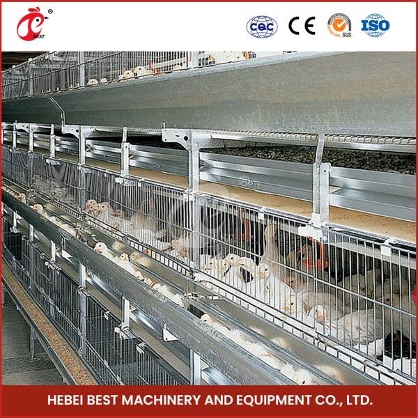 Nhúng nóng H 4 loại Loại 25 năm Tuổi thọ Gà thịt Lồng gà Doris