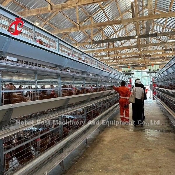 Hộp gà kiểu H tự động đầy đủ cho 500 đến 50000 con gà ở nông trại châu Phi Doris