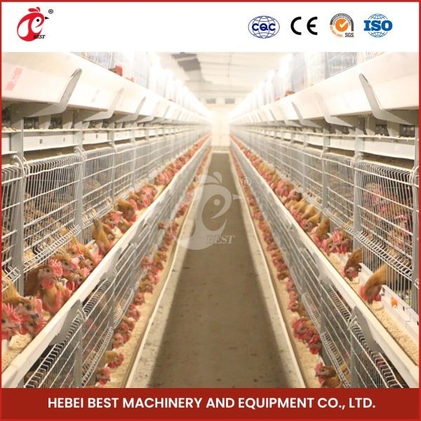 Sân vận chuyển gà sốt nóng màu bạc bền vững đáng tin cậy Mia