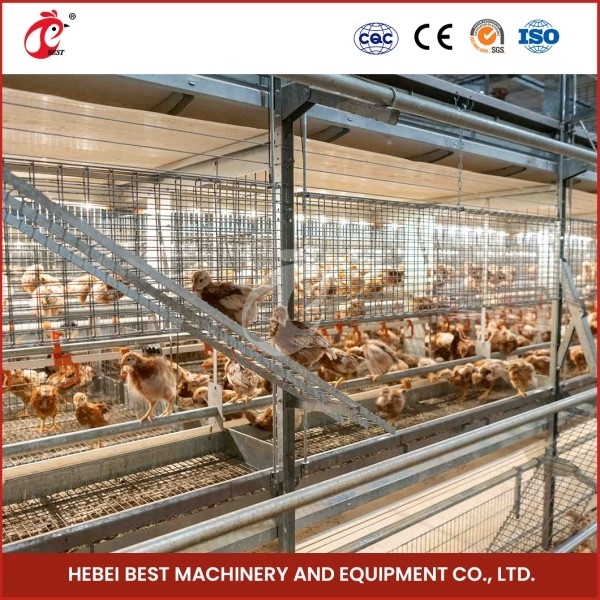 Tự động loại A Chicken Cage Chicken Cage cho trang trại gia cầm Emily Wang