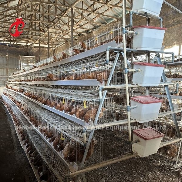 Hệ thống lồng nuôi gia cầm lớp điện galvanized hệ thống lồng nuôi gia cầm với núm vú tự động Emily Wang