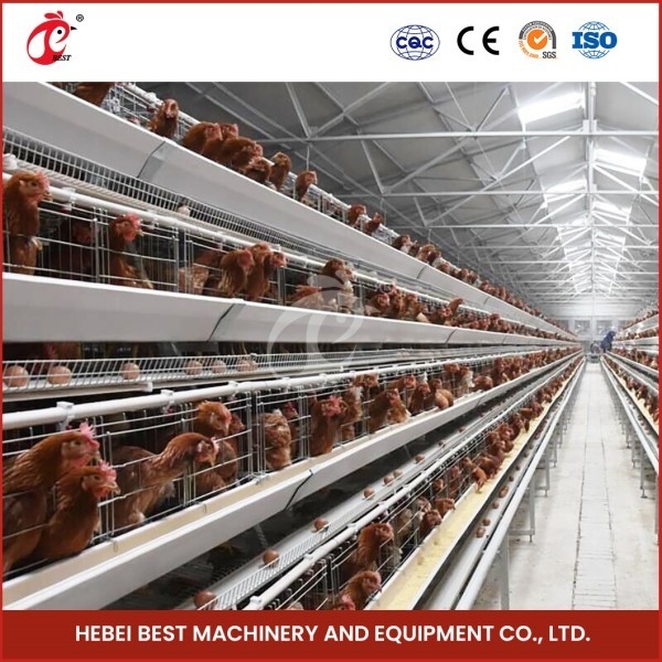 Chuồng lưới H loại Chicken Chicken với thông gió cho chim khỏe mạnh Sandy