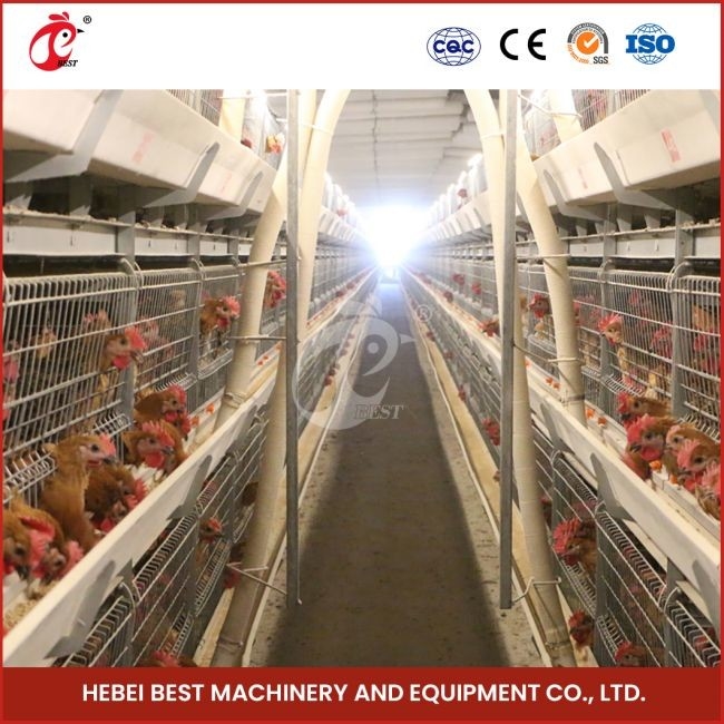12 tế bào một loại gà gà gà với 3 tầng nhanh chóng vận chuyển Mia