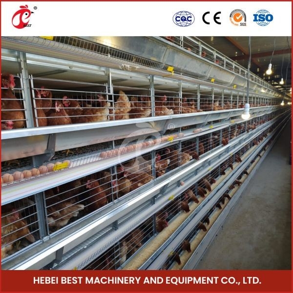 4 Cell Birds Chicken Cage System With Conveyor Belt Cho trang trại gà Mia