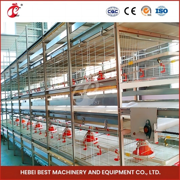 Tối đa hóa hiệu quả nuôi bằng hệ thống lồng nuôi gà