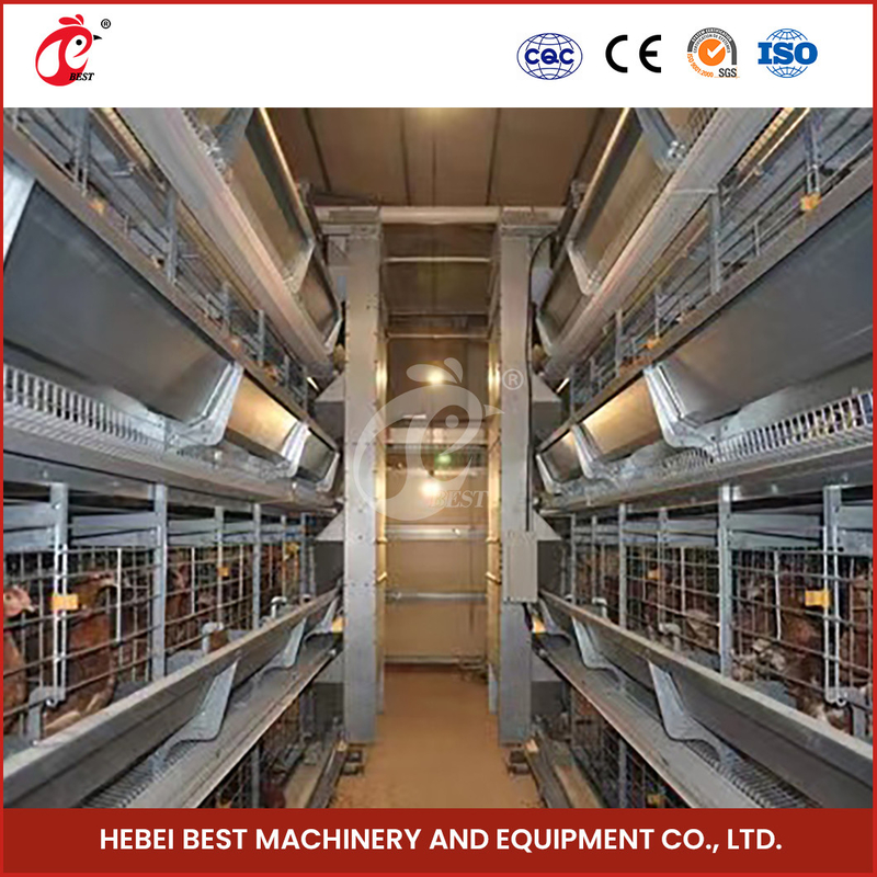 Hệ thống lồng nuôi gia cầm ăn tự động với hố cho ăn bằng kim loại loại H khung lồng thép Rose