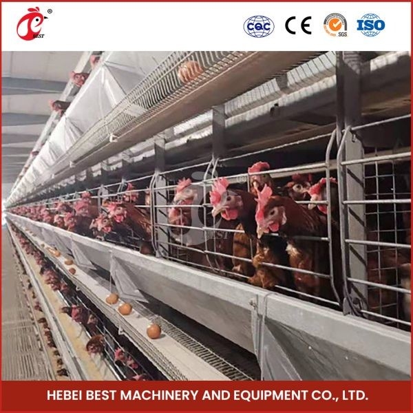 Hệ thống lồng nuôi gia cầm bằng nhựa hoặc kim loại cho hiệu quả nuôi cao Mia