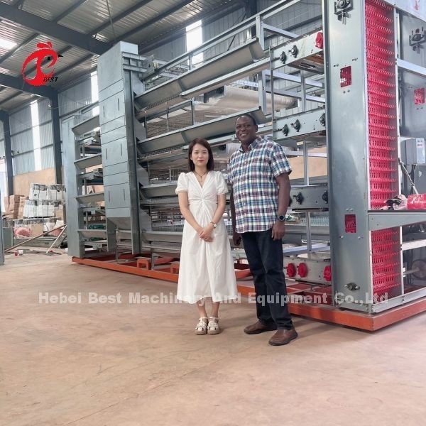 6 Tier Chicken Cage Broiler Thiết bị gia cầm cho việc sử dụng không gian tối ưu và tự động hóa Doris