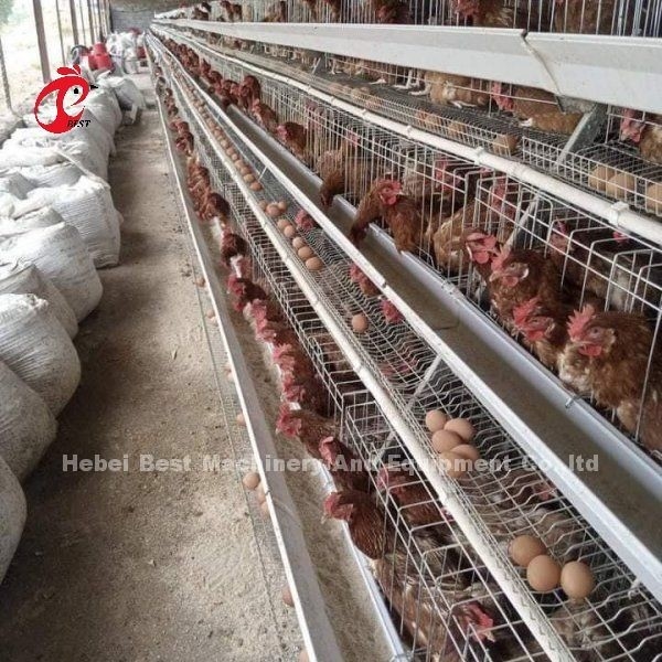 Hệ thống cho ăn tự động gia cầm gà pin lớp lồng A loại Ada