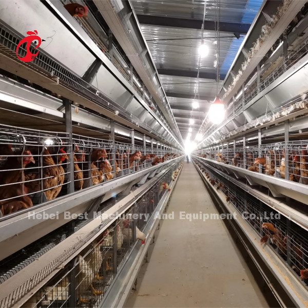 Hệ thống lồng pin lớp tự động H khung cho 30000 chim