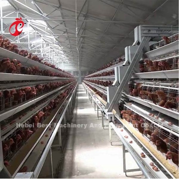 Hệ thống lồng lớp tự động loại A với thiết bị gia cầm ở Nigeria Iris