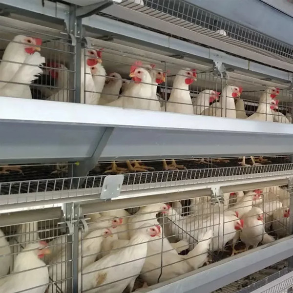 Thiết bị trang trại gia cầm loại H-Battery Chicken Cage System For Broiler Mia